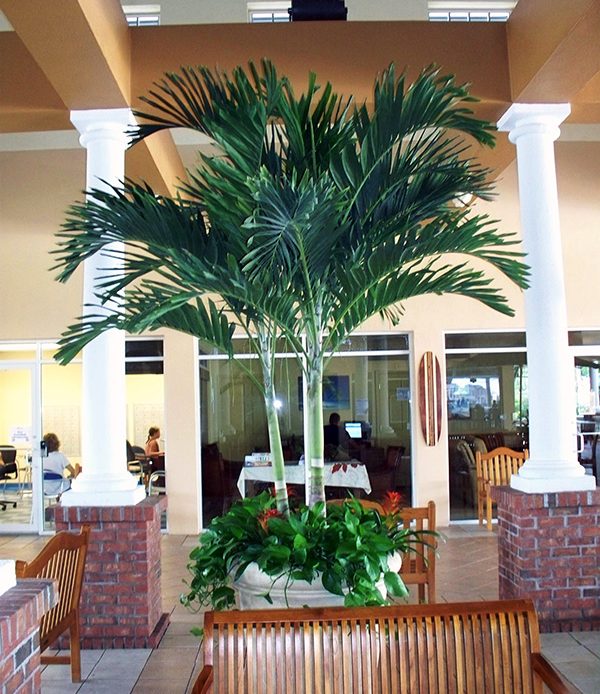 Interior Plant Service Adonidia-Tree