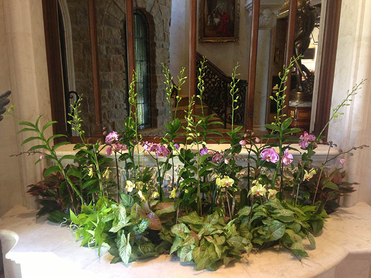 Orchid Fountain 2