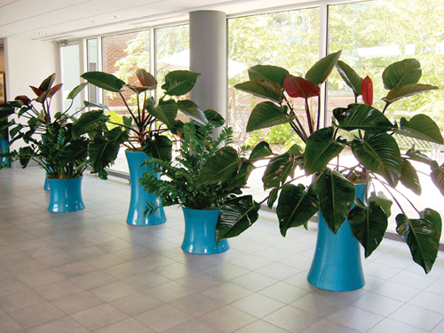 event plant rental Orlando