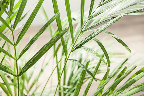 plant leasing service