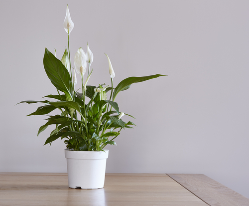 event plant rental service Orlando