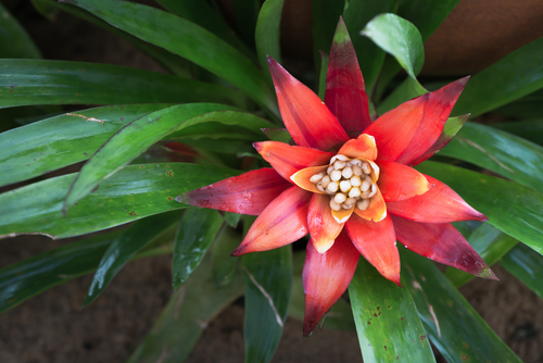 event plant rental Orlando
