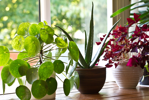Short Term Plant Rental Orlando
