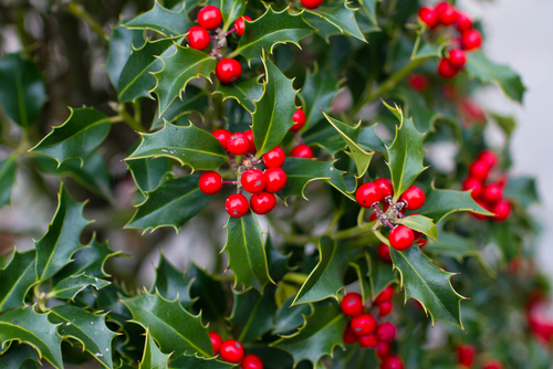 christmas plants
