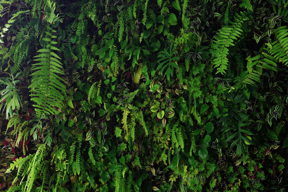 interior foliage services