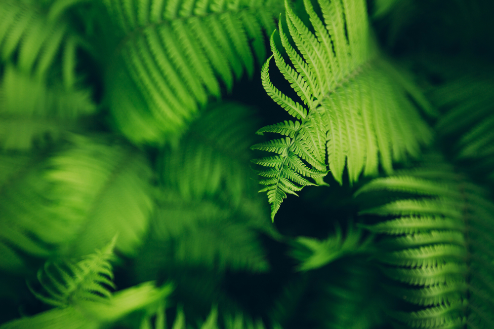 interior foliage services