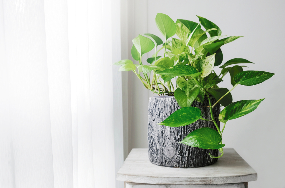 houseplants - interior foliage