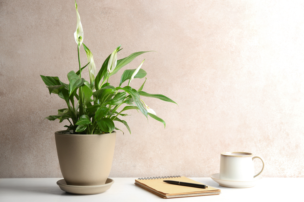 office - company plant service